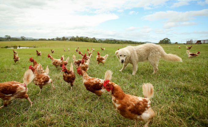 Amani Farm Bed and Breakfast Accommodation, near Port Macquarie on the Mid North Coast, NSW. Pic: Lindsay Moller Photography